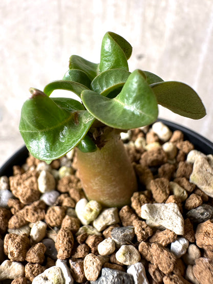 【現品限り】[在庫整理価格]アデニウム・DHA 葉巻【I8】 Adenium DHA