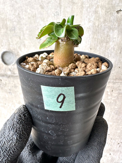 【現品限り】[在庫整理価格]アデニウム・DHA 葉巻【I9】 Adenium DHA