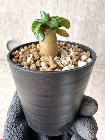【現品限り】[在庫整理価格]アデニウム・DHA 葉巻【I9】 Adenium DHA