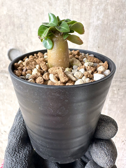 【現品限り】[在庫整理価格]アデニウム・DHA 葉巻【I9】 Adenium DHA