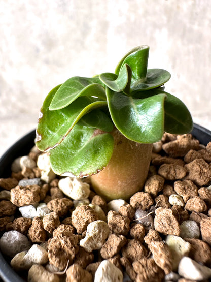 【現品限り】[在庫整理価格]アデニウム・DHA 葉巻【I9】 Adenium DHA