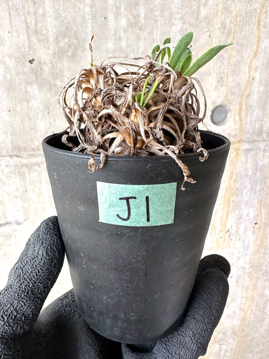 【現品限り】オトンナ・レトロルサ 実生3年【J1】 Othonna retrorsa