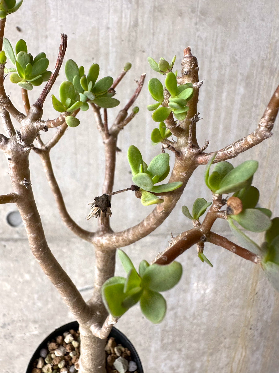 現品限り】オトンナ・アルブスクラ【J10】 Othonna arbuscula 塊根植物
