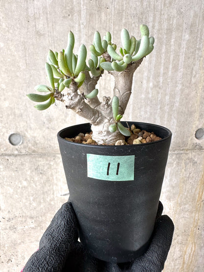 【現品限り】オトンナ・クラビフォリア【J11】 Othonna clavifolia