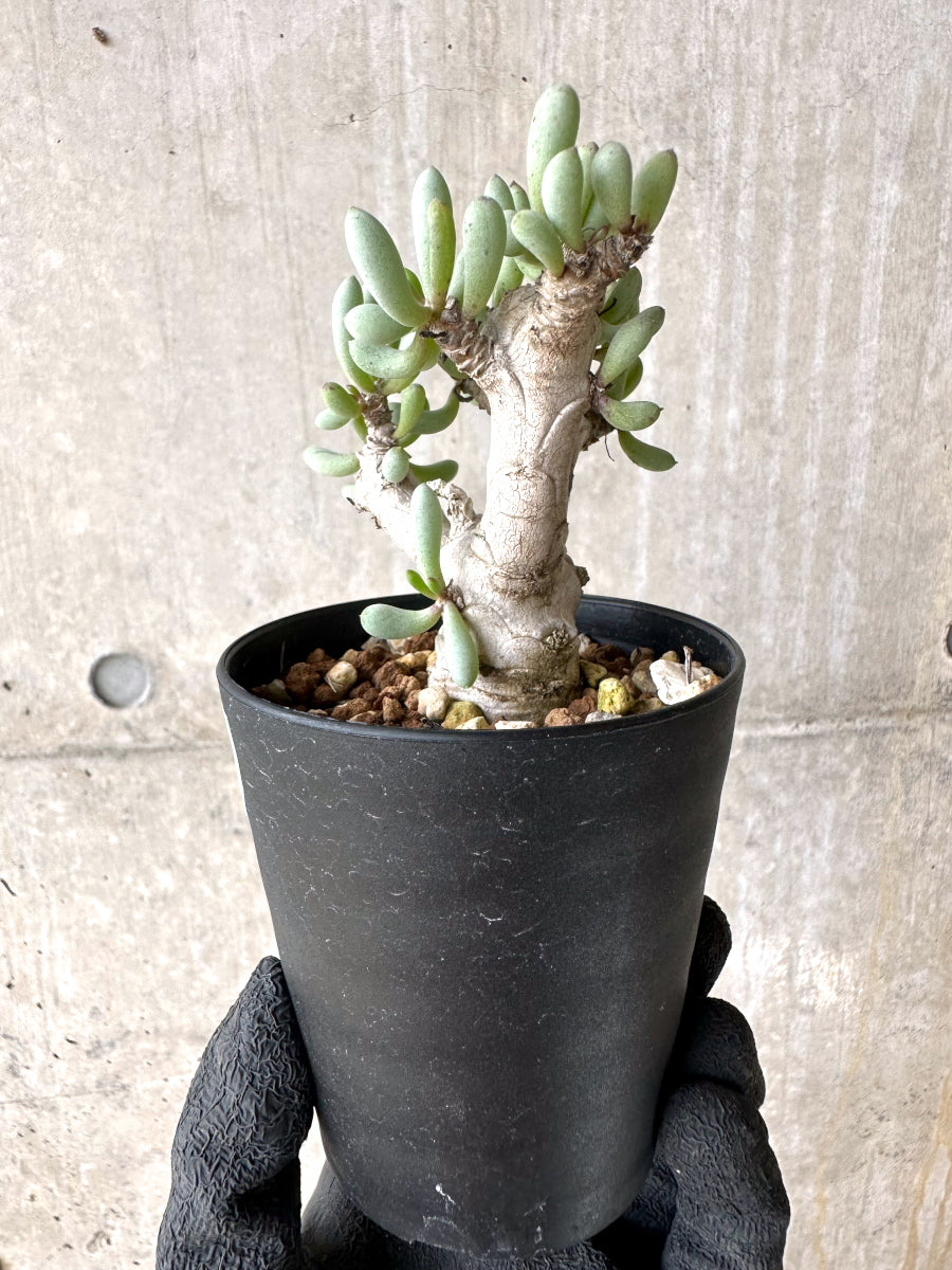 【現品限り】オトンナ・クラビフォリア【J11】 Othonna clavifolia