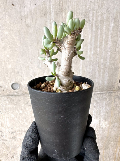 【現品限り】オトンナ・クラビフォリア【J11】 Othonna clavifolia