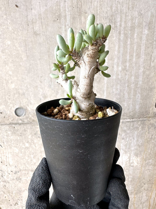 【現品限り】オトンナ・クラビフォリア【J11】 Othonna clavifolia