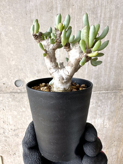 【現品限り】オトンナ・クラビフォリア【J11】 Othonna clavifolia