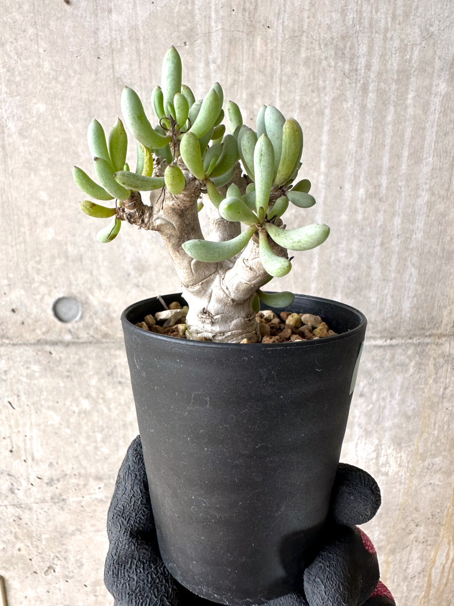 【現品限り】オトンナ・クラビフォリア【J11】 Othonna clavifolia