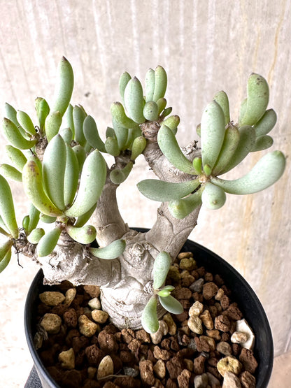 【現品限り】オトンナ・クラビフォリア【J11】 Othonna clavifolia