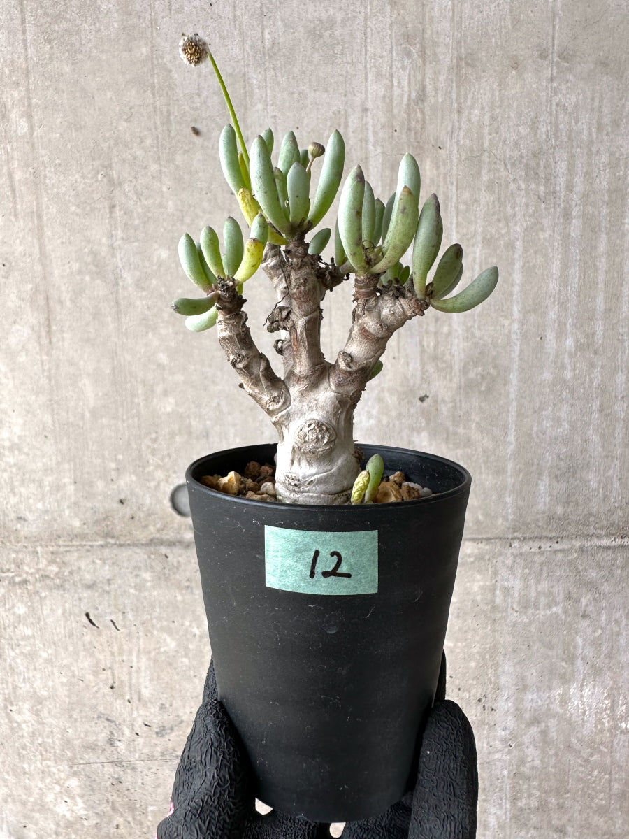 【現品限り】オトンナ・クラビフォリア【J12】 Othonna clavifolia