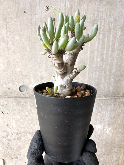 【現品限り】オトンナ・クラビフォリア【J12】 Othonna clavifolia