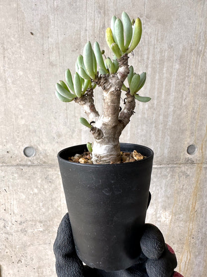 【現品限り】オトンナ・クラビフォリア【J12】 Othonna clavifolia