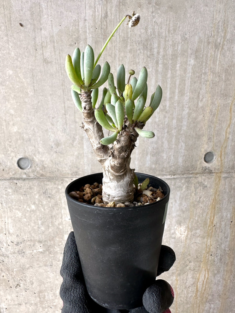 【現品限り】オトンナ・クラビフォリア【J12】 Othonna clavifolia