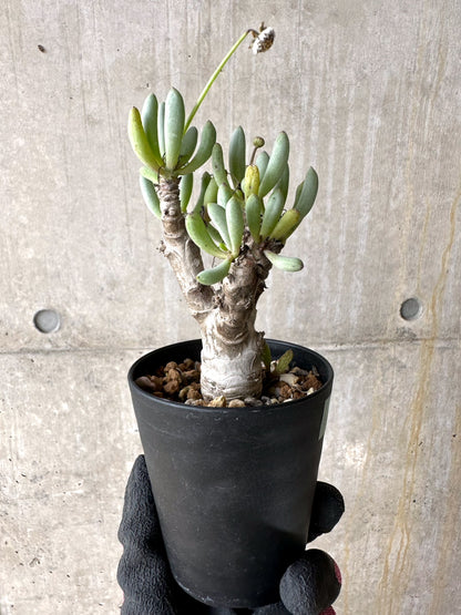 【現品限り】オトンナ・クラビフォリア【J12】 Othonna clavifolia