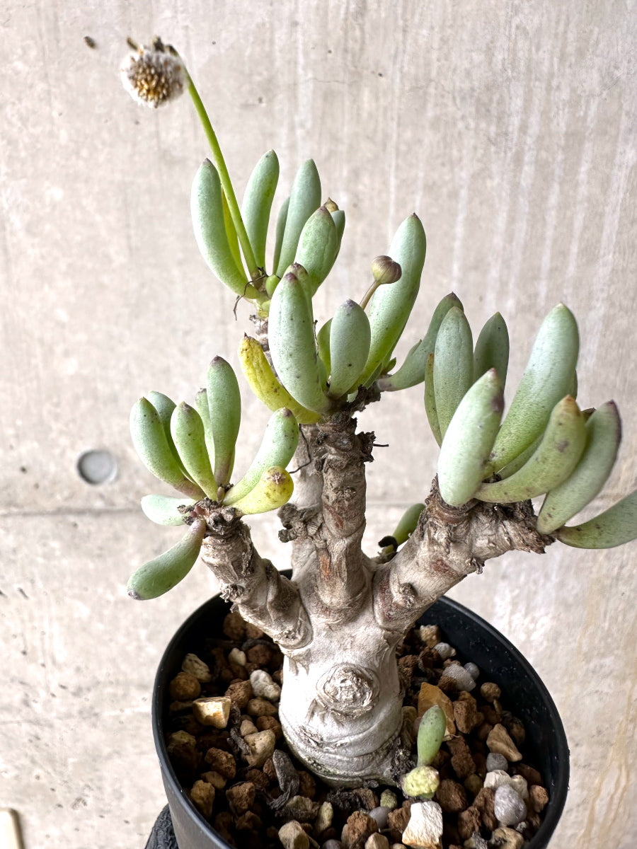 【現品限り】オトンナ・クラビフォリア【J12】 Othonna clavifolia