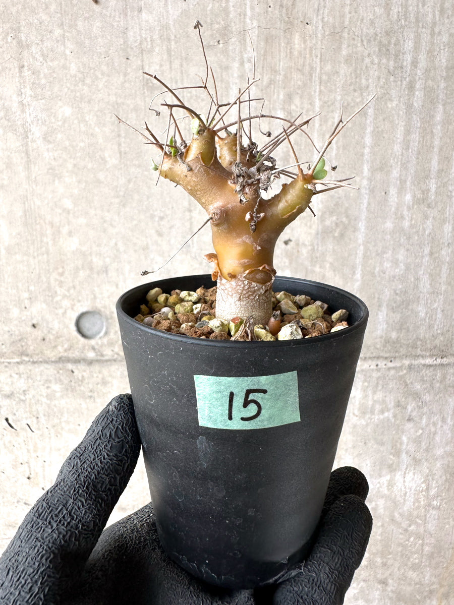 【現品限り】オトンナ・ユーフォルビオイデス【J15】 Othonna euphorbioides