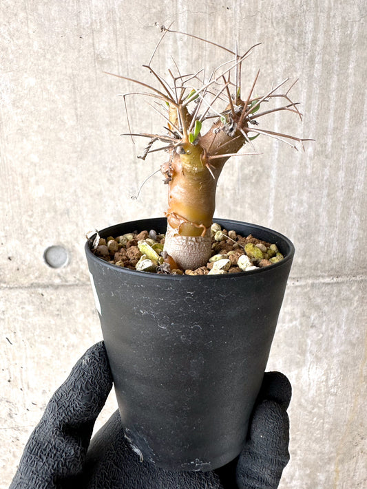 【現品限り】オトンナ・ユーフォルビオイデス【J15】 Othonna euphorbioides