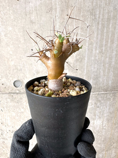 【現品限り】オトンナ・ユーフォルビオイデス【J15】 Othonna euphorbioides