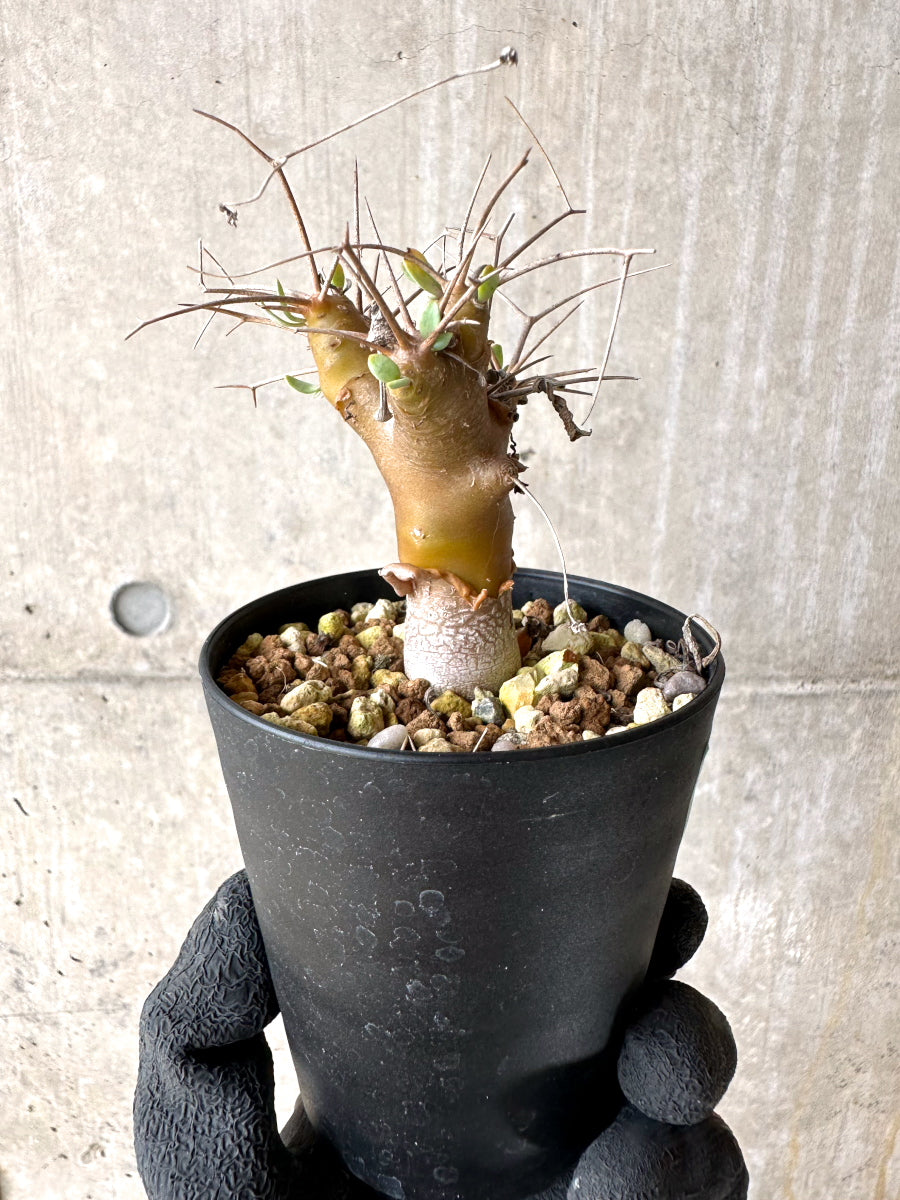 【現品限り】オトンナ・ユーフォルビオイデス【J15】 Othonna euphorbioides