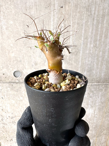 【現品限り】オトンナ・ユーフォルビオイデス【J15】 Othonna euphorbioides