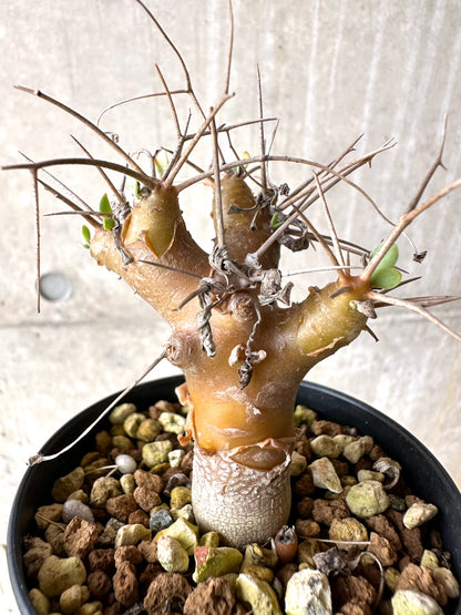 【現品限り】オトンナ・ユーフォルビオイデス【J15】 Othonna euphorbioides