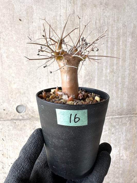 【現品限り】オトンナ・ユーフォルビオイデス【J16】 Othonna euphorbioides