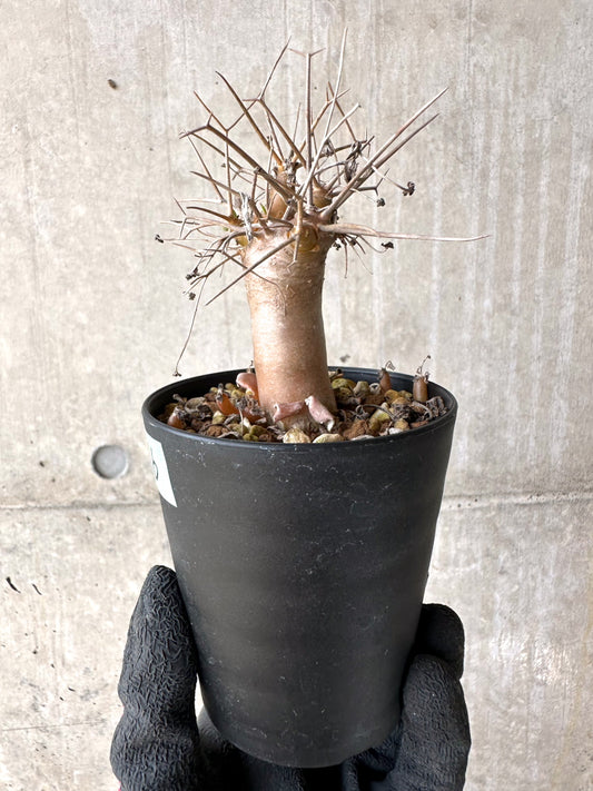 【現品限り】オトンナ・ユーフォルビオイデス【J16】 Othonna euphorbioides