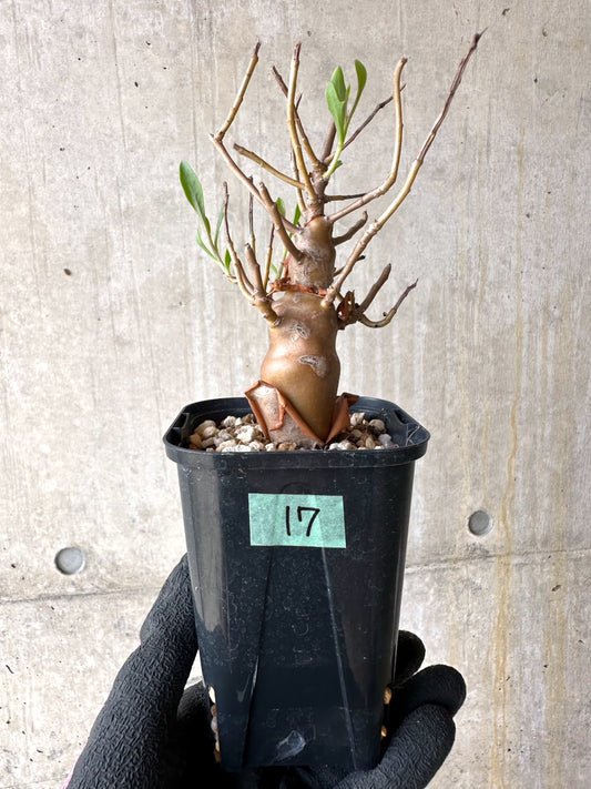 【現品限り】オトンナ・マクロスペルマ【J17】 Othonna macrosperma