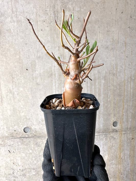 【現品限り】オトンナ・マクロスペルマ【J17】 Othonna macrosperma