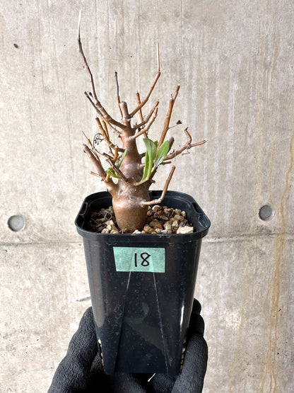 【現品限り】オトンナ・マクロスペルマ【J18】 Othonna macrosperma