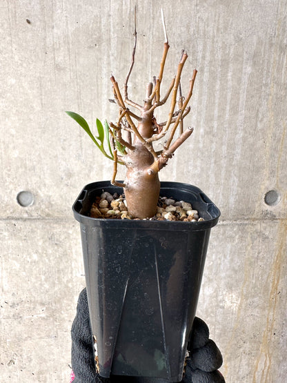 【現品限り】オトンナ・マクロスペルマ【J18】 Othonna macrosperma