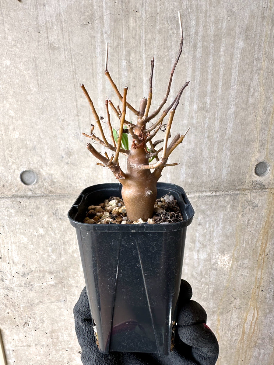 【現品限り】オトンナ・マクロスペルマ【J18】 Othonna macrosperma