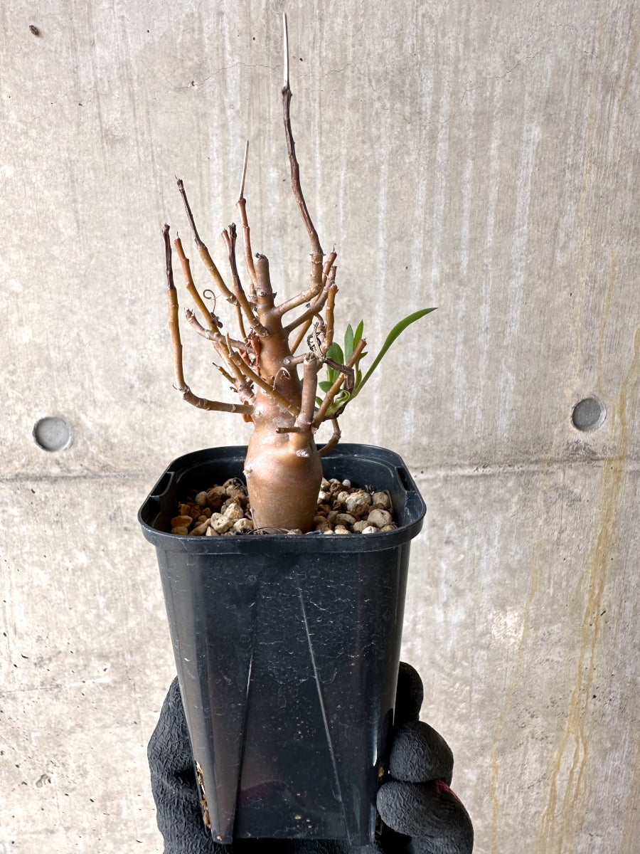 【現品限り】オトンナ・マクロスペルマ【J18】 Othonna macrosperma