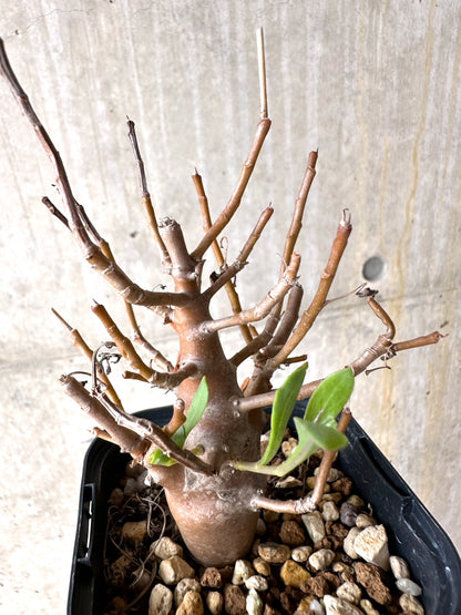 【現品限り】オトンナ・マクロスペルマ【J18】 Othonna macrosperma