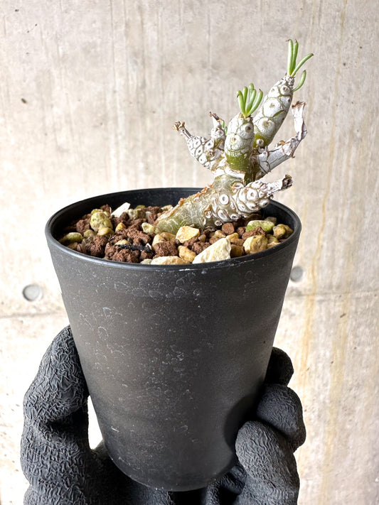 【現品限り】チレコドン・ペアルソニー【J19】 Tylecodon pearsonii