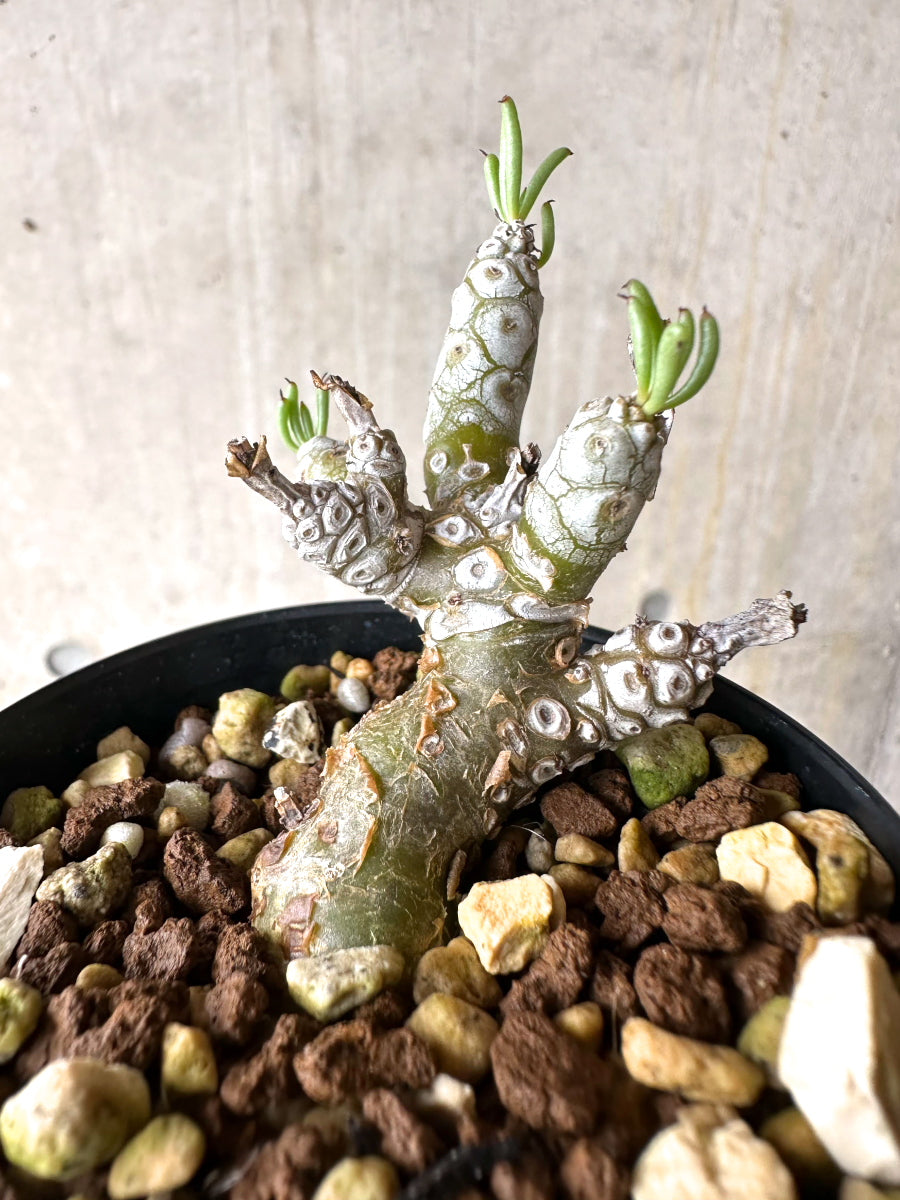 【現品限り】チレコドン・ペアルソニー【J19】 Tylecodon pearsonii