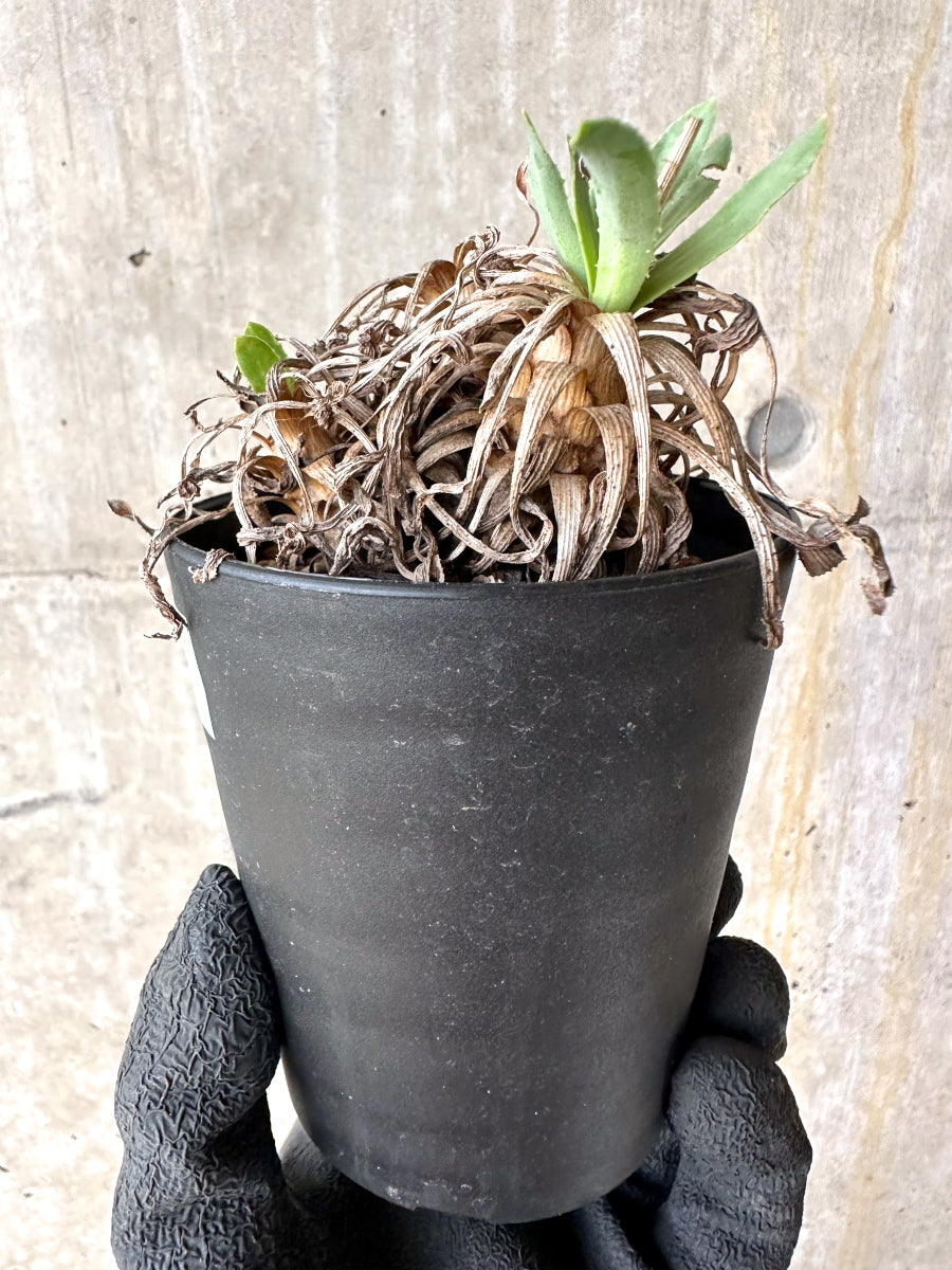 【現品限り】オトンナ・レトロルサ 実生3年【J1】 Othonna retrorsa