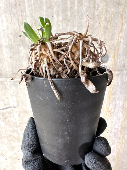 【現品限り】オトンナ・レトロルサ 実生3年【J1】 Othonna retrorsa