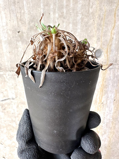 【現品限り】オトンナ・レトロルサ 実生3年【J1】 Othonna retrorsa