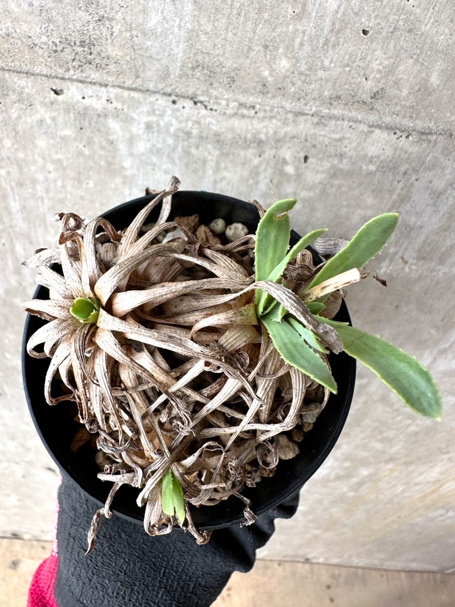 【現品限り】オトンナ・レトロルサ 実生3年【J1】 Othonna retrorsa