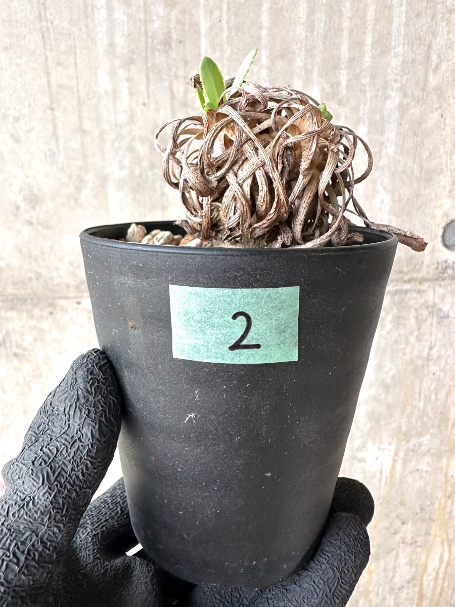 【現品限り】オトンナ・レトロルサ 実生3年【J2】 Othonna retrorsa