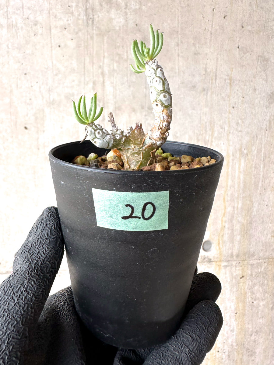 【現品限り】チレコドン・ペアルソニー【J20】 Tylecodon pearsonii