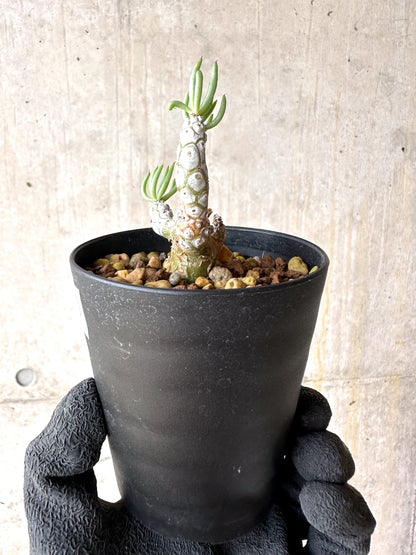 【現品限り】チレコドン・ペアルソニー【J20】 Tylecodon pearsonii