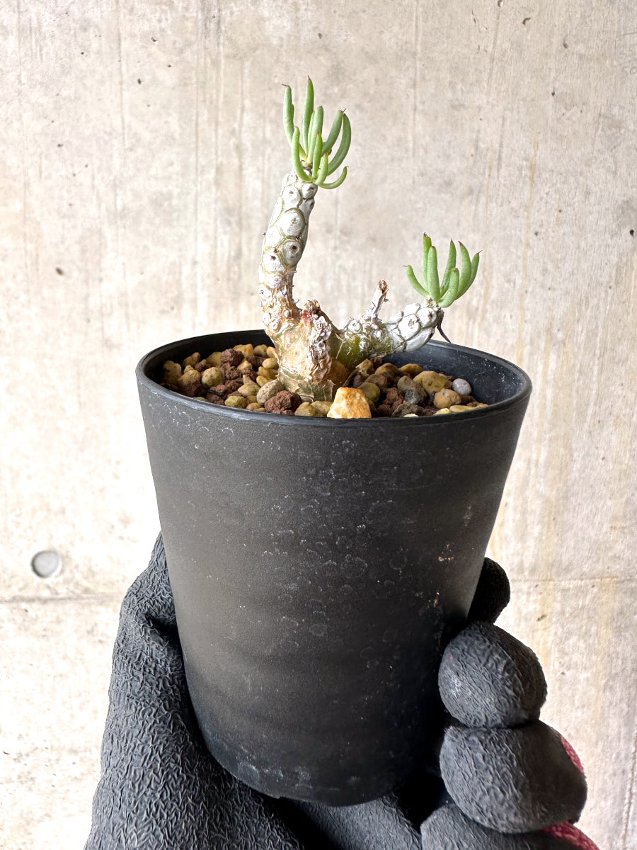 【現品限り】チレコドン・ペアルソニー【J20】 Tylecodon pearsonii