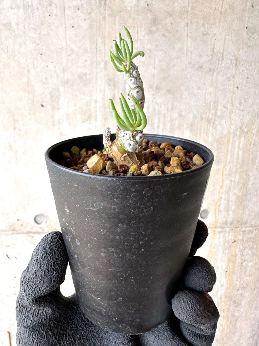 【現品限り】チレコドン・ペアルソニー【J20】 Tylecodon pearsonii