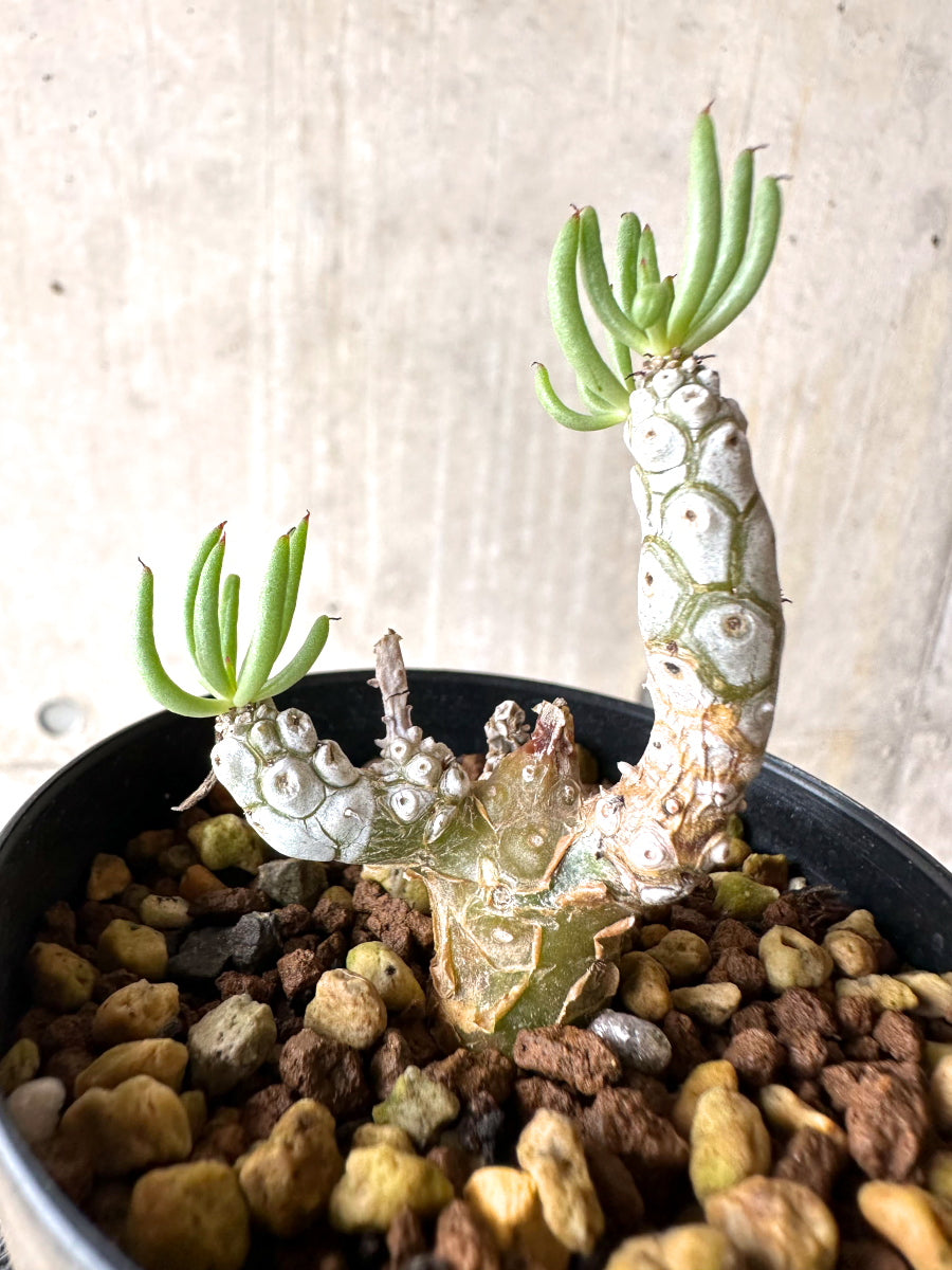 【現品限り】チレコドン・ペアルソニー【J20】 Tylecodon pearsonii