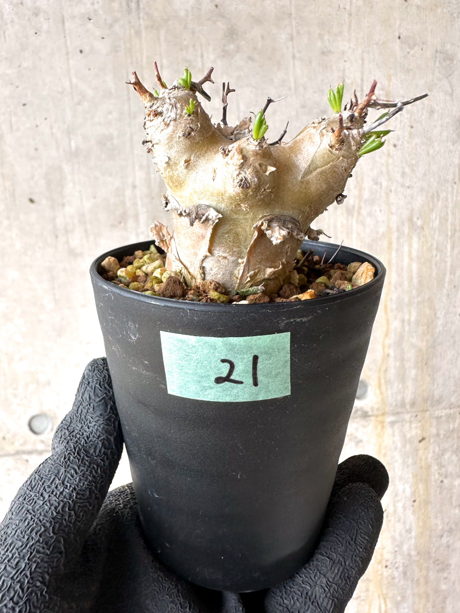 【現品限り】チレコドン・フィロポディウム【J21】 Tylecodon reticulatus ssp phyllopodium