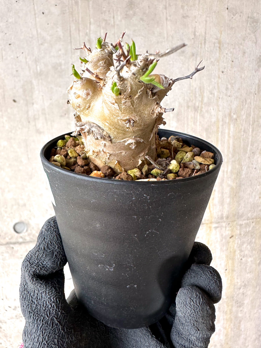 【現品限り】チレコドン・フィロポディウム【J21】 Tylecodon reticulatus ssp phyllopodium