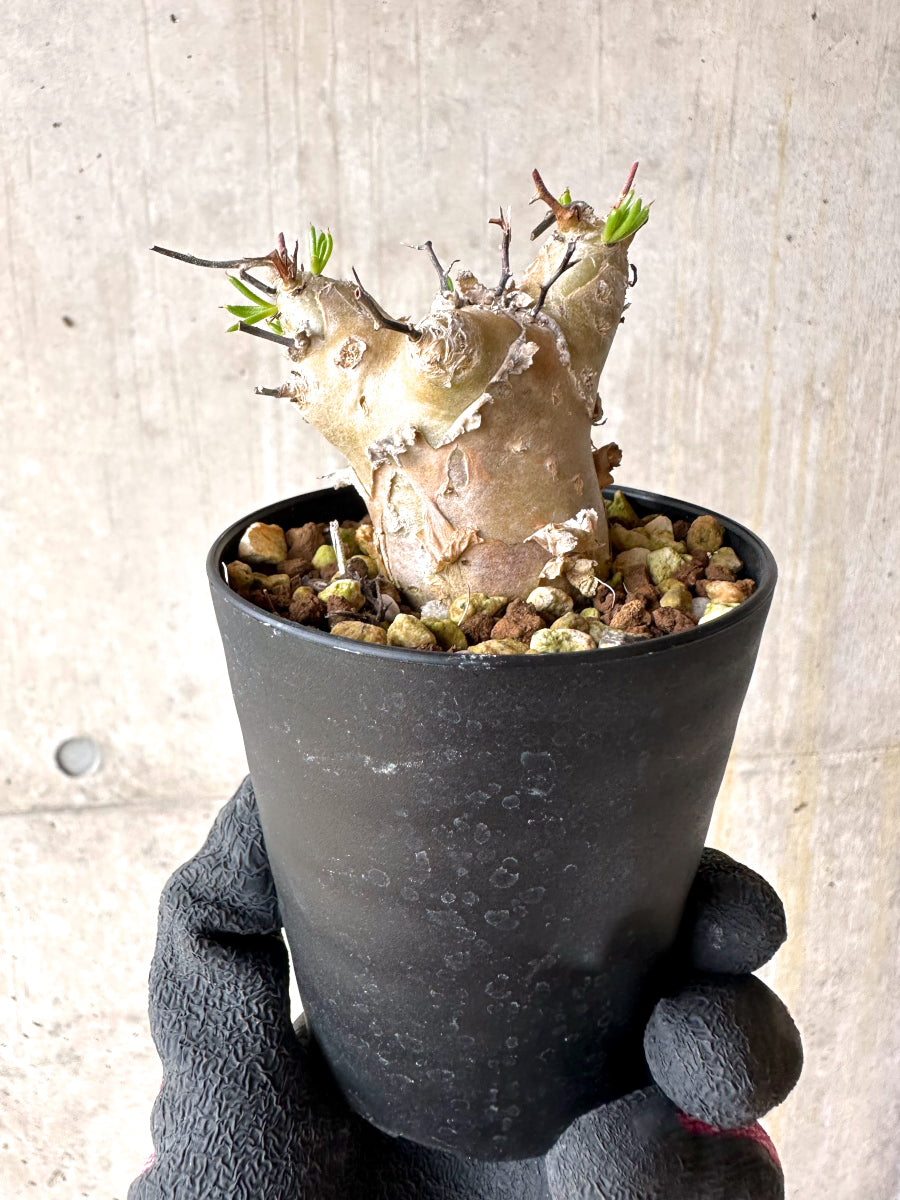 【現品限り】チレコドン・フィロポディウム【J21】 Tylecodon reticulatus ssp phyllopodium
